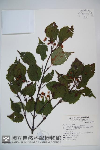 樺葉莢迷、玉山莢迷藏品圖，第1張