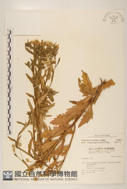 白頂飛蓬藏品圖，第1張