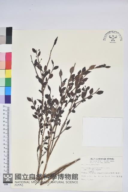 毛蕊花藏品圖，第1張