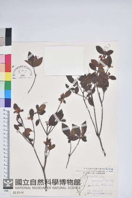 南澳杜鵑藏品圖，第1張