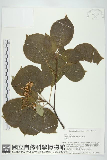 燈台樹藏品圖，第1張