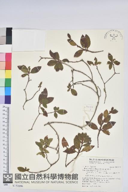 金毛杜鵑藏品圖，第1張