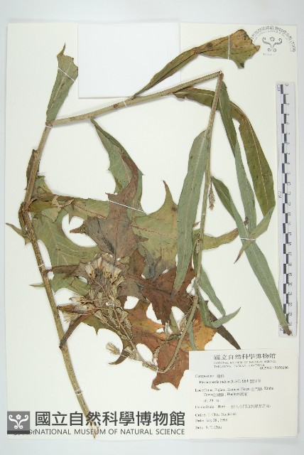 鵝仔草藏品圖，第1張