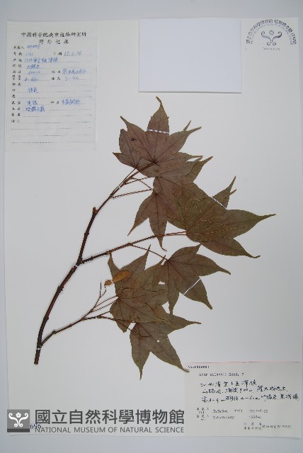 三峽槭藏品圖，第1張