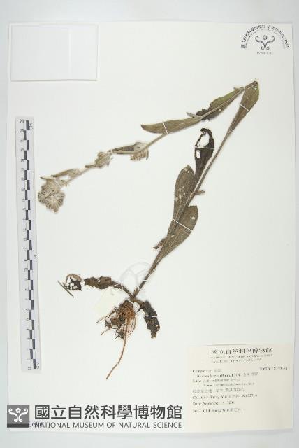 生毛將軍藏品圖，第1張