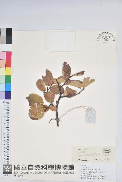 毛葉珍珠花藏品圖，第1張
