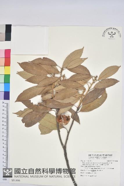 絨毛金斗椆藏品圖，第1張