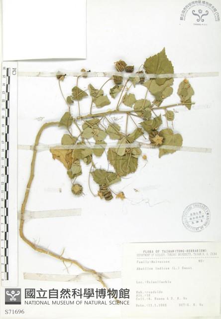 冬葵子藏品圖，第1張