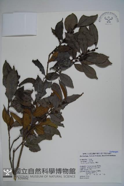 糊樗藏品圖，第1張