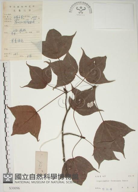 楓香、楓樹藏品圖，第1張