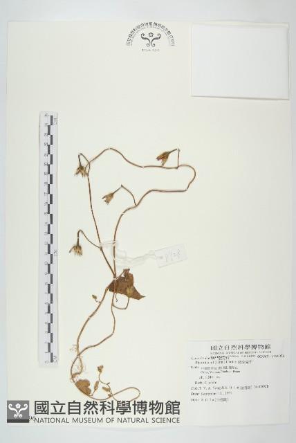 裂葉牽牛藏品圖，第1張