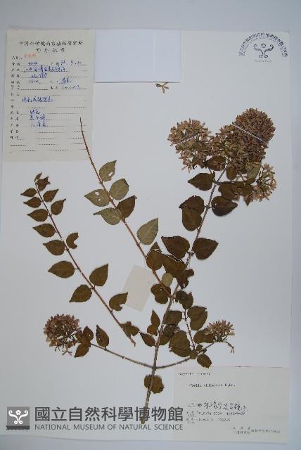 臺灣糯米條藏品圖，第1張