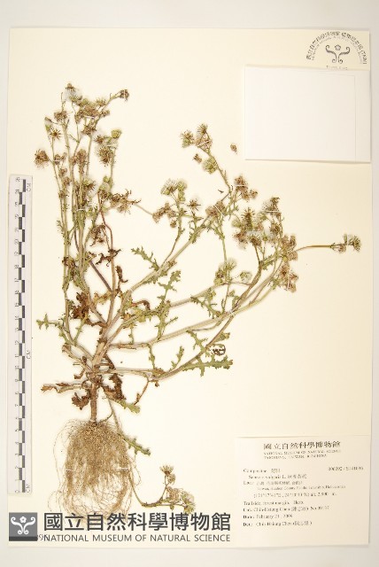 歐洲黃菀藏品圖，第1張