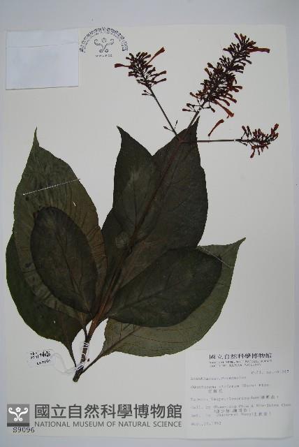 紅樓花藏品圖，第1張