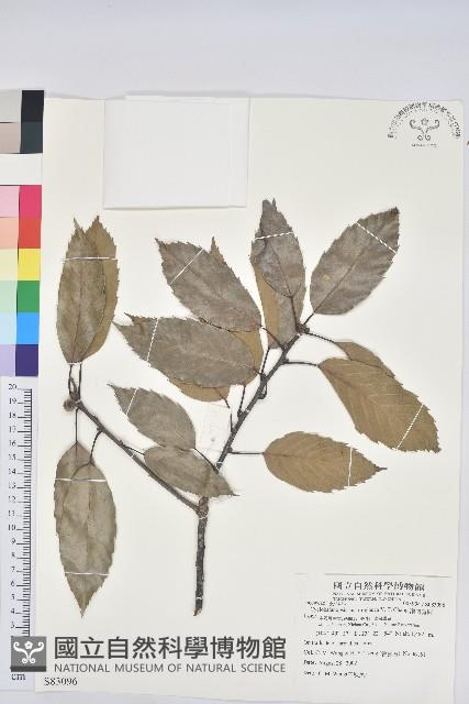 滇南青岡藏品圖，第1張