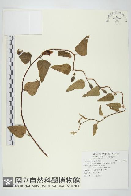 盒果藤藏品圖，第1張