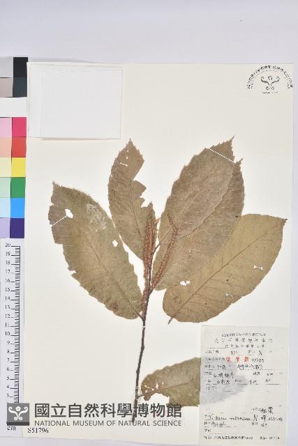 板栗藏品圖，第1張