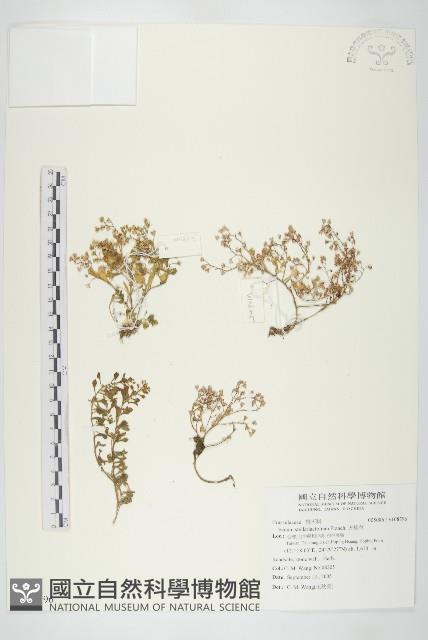 火焰草藏品圖，第1張