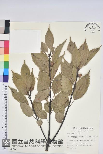 青剛櫟、鐵椆藏品圖，第1張