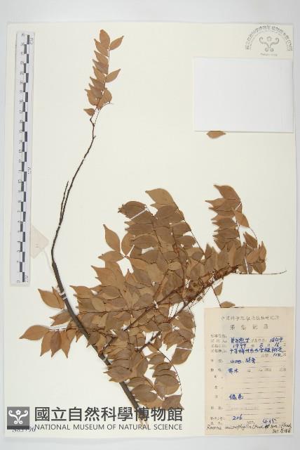 紅葉藤藏品圖，第1張