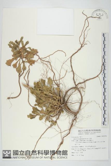 牡蒿藏品圖，第1張