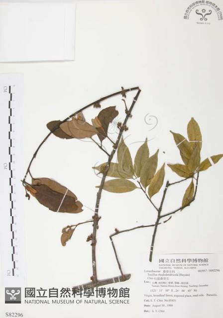 杜鵑桑寄生藏品圖，第1張
