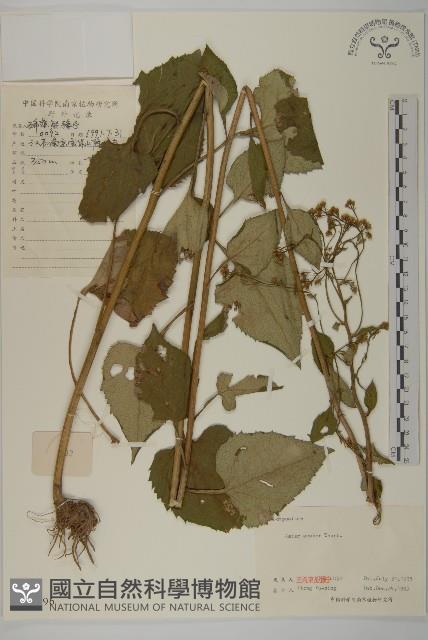 東鳳菜藏品圖，第1張