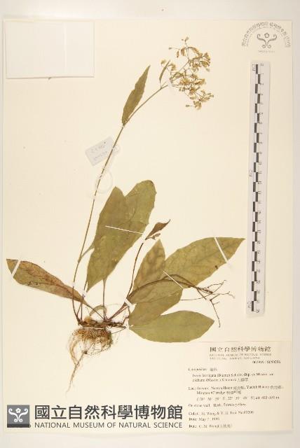 刀傷草藏品圖，第1張