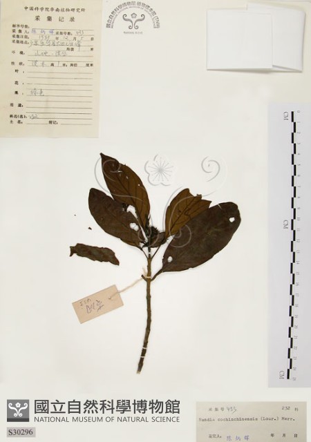 茜草樹藏品圖，第1張