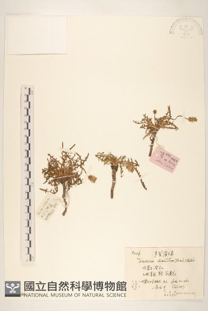 多裂蒲公英藏品圖，第1張