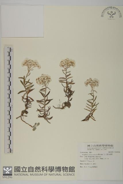 玉山抱莖籟簫藏品圖，第1張