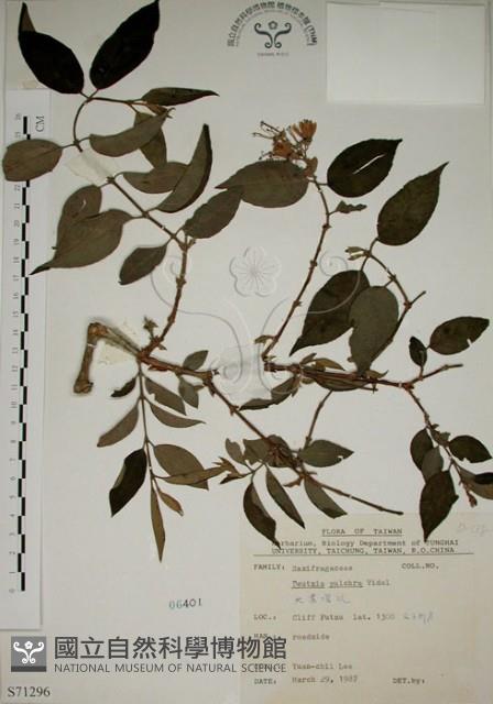 大葉溲疏藏品圖，第1張