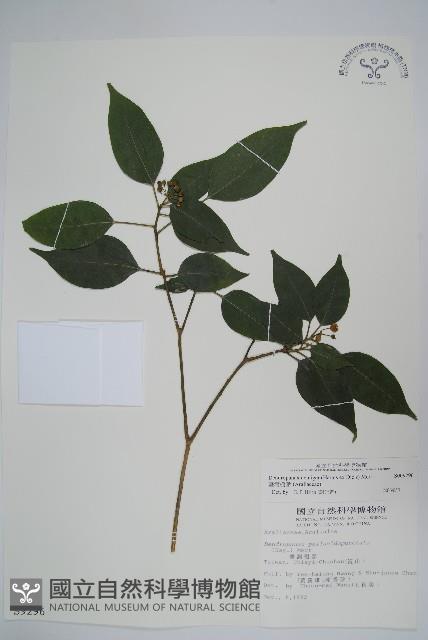 臺灣樹參藏品圖，第1張