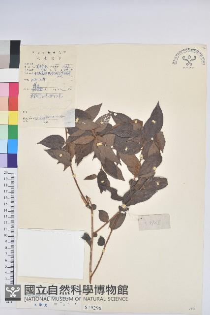 毛果算盤子藏品圖，第1張