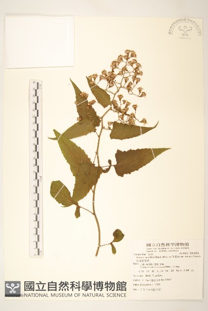 裂葉蔓黃菀藏品圖，第1張
