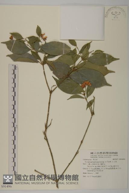 大丁黃藏品圖，第1張