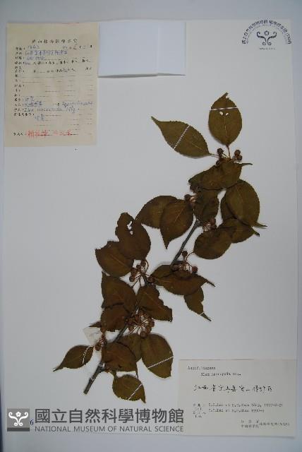 大柄冬青藏品圖，第1張