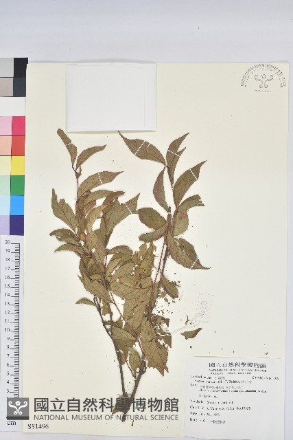 草沉香藏品圖，第1張