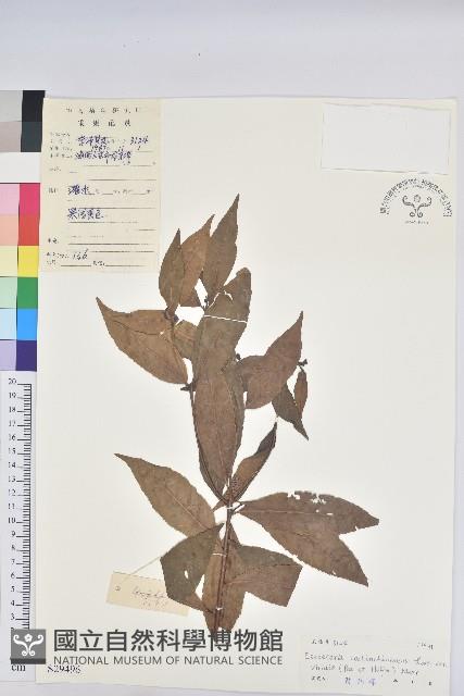 綠背桂花藏品圖，第1張