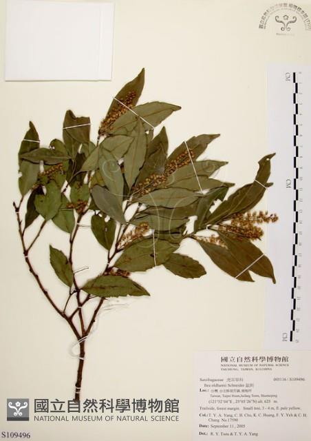 鼠刺藏品圖，第1張