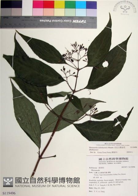 台北玉葉金花藏品圖，第1張