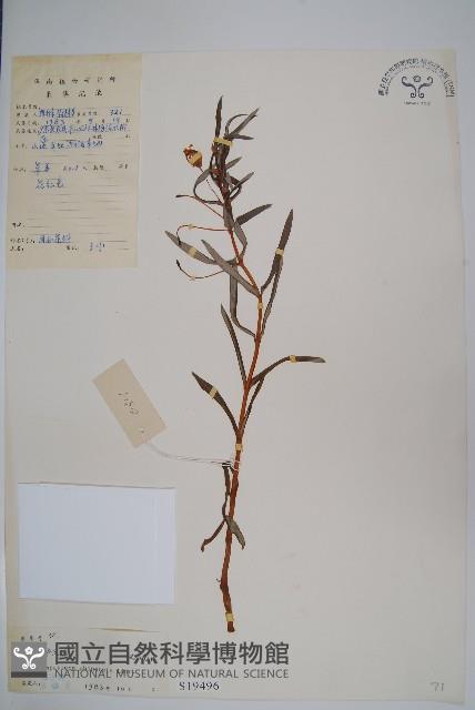 華鳳仙藏品圖，第1張