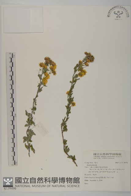登錄號:S139496藏品圖，第1張