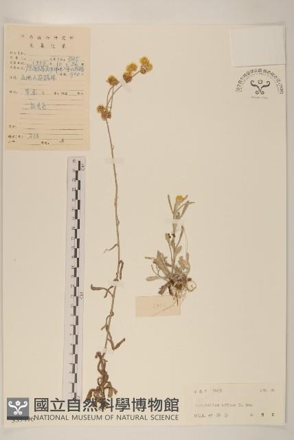 鼠麴草藏品圖，第1張