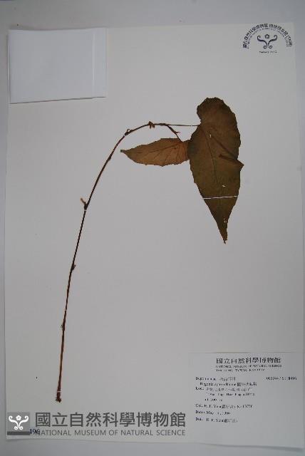 圓果秋海棠藏品圖，第1張