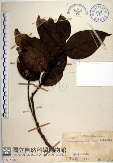 菲律賓厚殼桂藏品圖，第1張