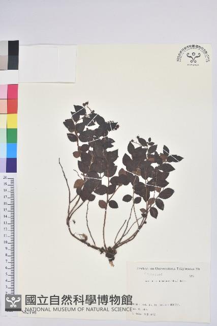 登錄號:S082196藏品圖，第1張