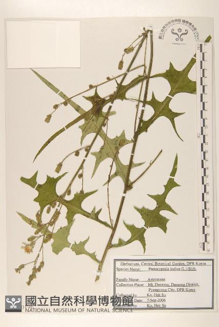 鵝仔草藏品圖，第1張