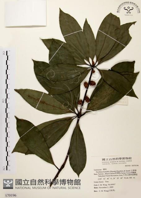 五掌楠藏品圖，第1張