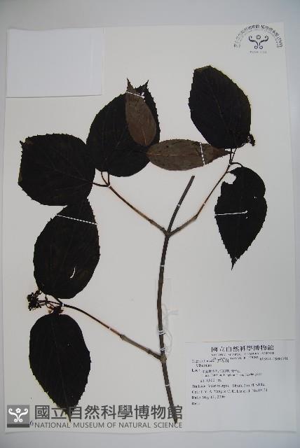 登錄號:S080196藏品圖，第1張